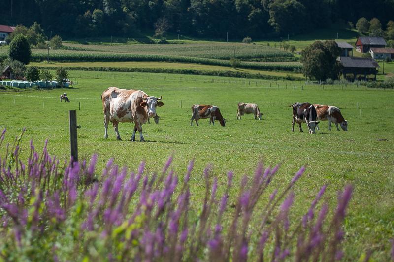Farm Stay Kramer Bistrica ob Sotli Zewnętrze zdjęcie