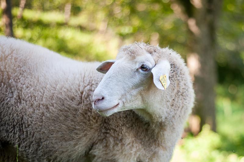 Farm Stay Kramer Bistrica ob Sotli Zewnętrze zdjęcie